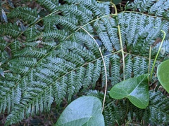 Pteridium esculentum