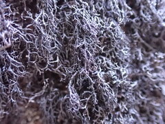 Pseudephebe minuscula