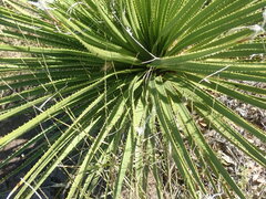 Dasylirion leiophyllum