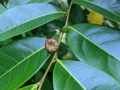 Glochidion ferdinandi