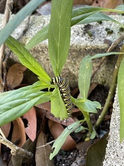 Danaus plexippus