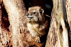 Dendrohyrax arboreus
