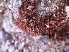 Andreaea