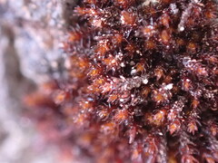 Andreaea