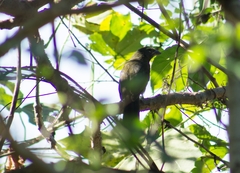 Saltator grandis
