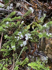 Veronica vernicosa