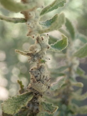 Buddleja scordioides
