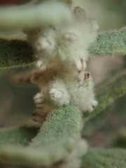 Buddleja scordioides