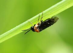 Eutomostethus ephippium