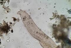 Anigsteinia clarissima