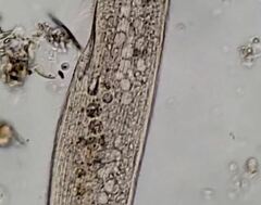 Anigsteinia clarissima