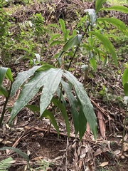 Hedychium flavescens