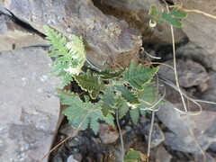 Notholaena standleyi