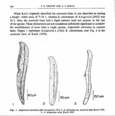 Anigsteinia clarissima