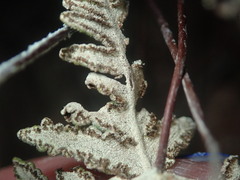 Notholaena standleyi