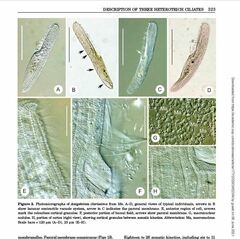Anigsteinia clarissima