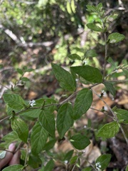 Lepidaploa sericea