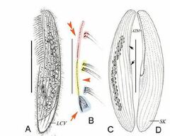 Anigsteinia clarissima