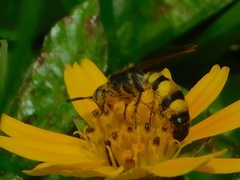 Dielis trifasciata