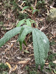 Hedychium flavescens