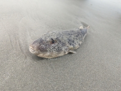 Sphoeroides maculatus