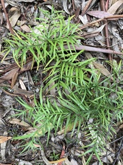 Afrocarpus falcatus
