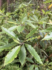 Pittosporum undulatum image