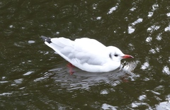 Chroicocephalus ridibundus