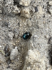 Histeridae