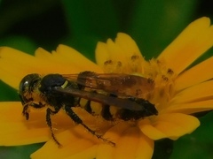 Dielis trifasciata