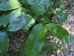 Eupomatia laurina