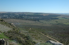 Dicerothamnus rhinocerotis