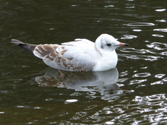 Chroicocephalus ridibundus