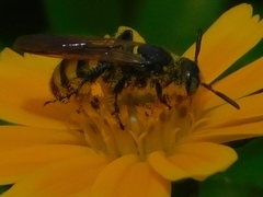 Dielis trifasciata