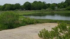 Anigsteinia clarissima