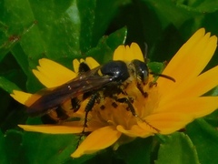 Dielis trifasciata