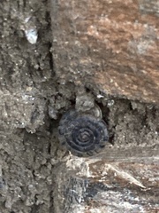 Polygyra cereolus