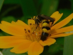Dielis trifasciata