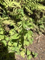 Ageratum conyzoides