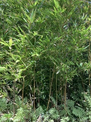 Bambusa vulgaris