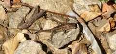 Sceloporus occidentalis