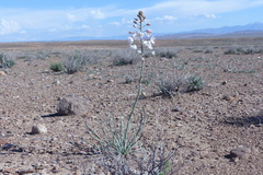 Eremurus persicus