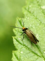 Micropterix calthella