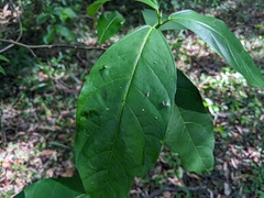 Ficus fraseri