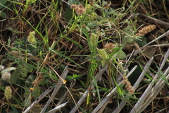 Cenchrus echinatus