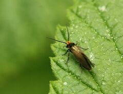 Micropterix calthella