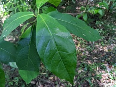 Ficus fraseri
