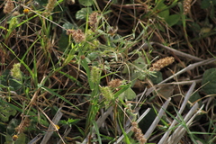Cenchrus echinatus