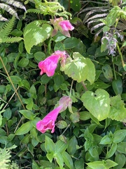 Lophospermum erubescens