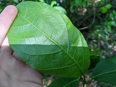 Ficus fraseri